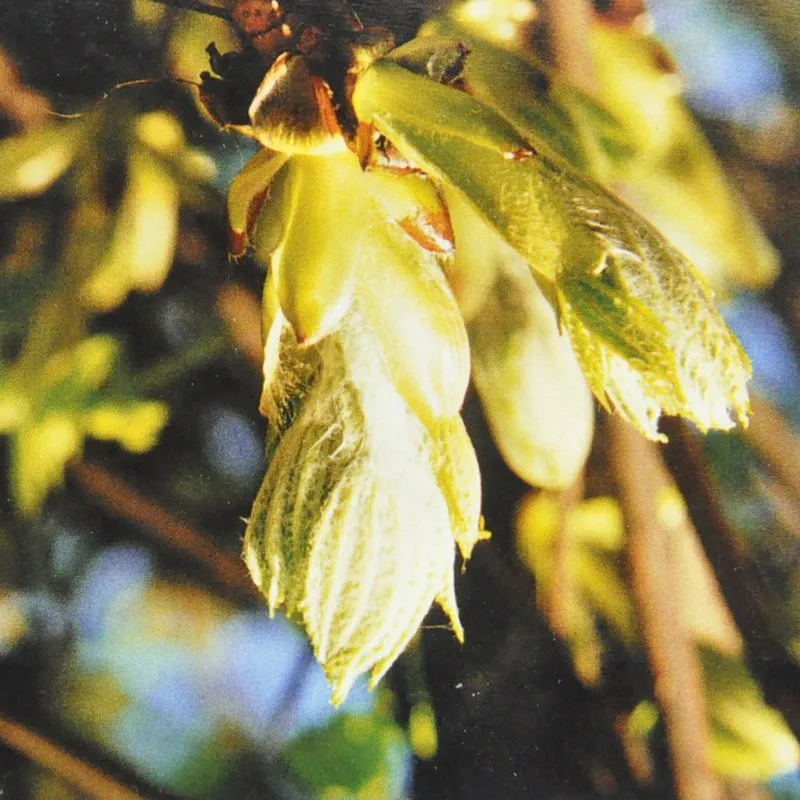Chestnut Bud Bach Flower Remedy 10ml